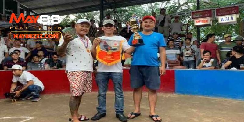 Thomo là chốn diễn ra trận đá gà 24 tỷ