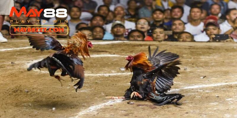 Phúc Barca người thứ nhất đứng sau trận đá gà kinh điển