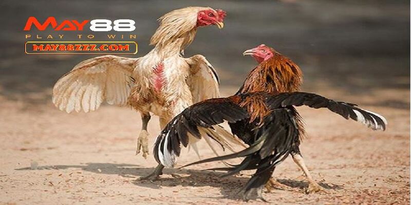 Trong 1 tháng, bạn có thể xen kẽ các buổi vần hơi cho gà đá.