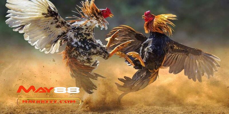 cách nuôi gà đá