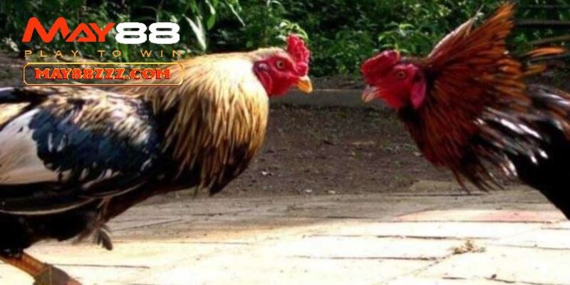 Đá Gà Cựa Sắt