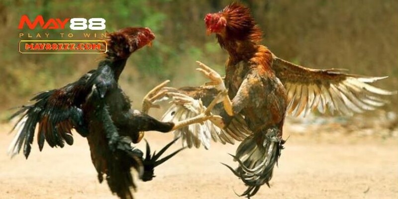 Đa dạng trận đá kê Thomo